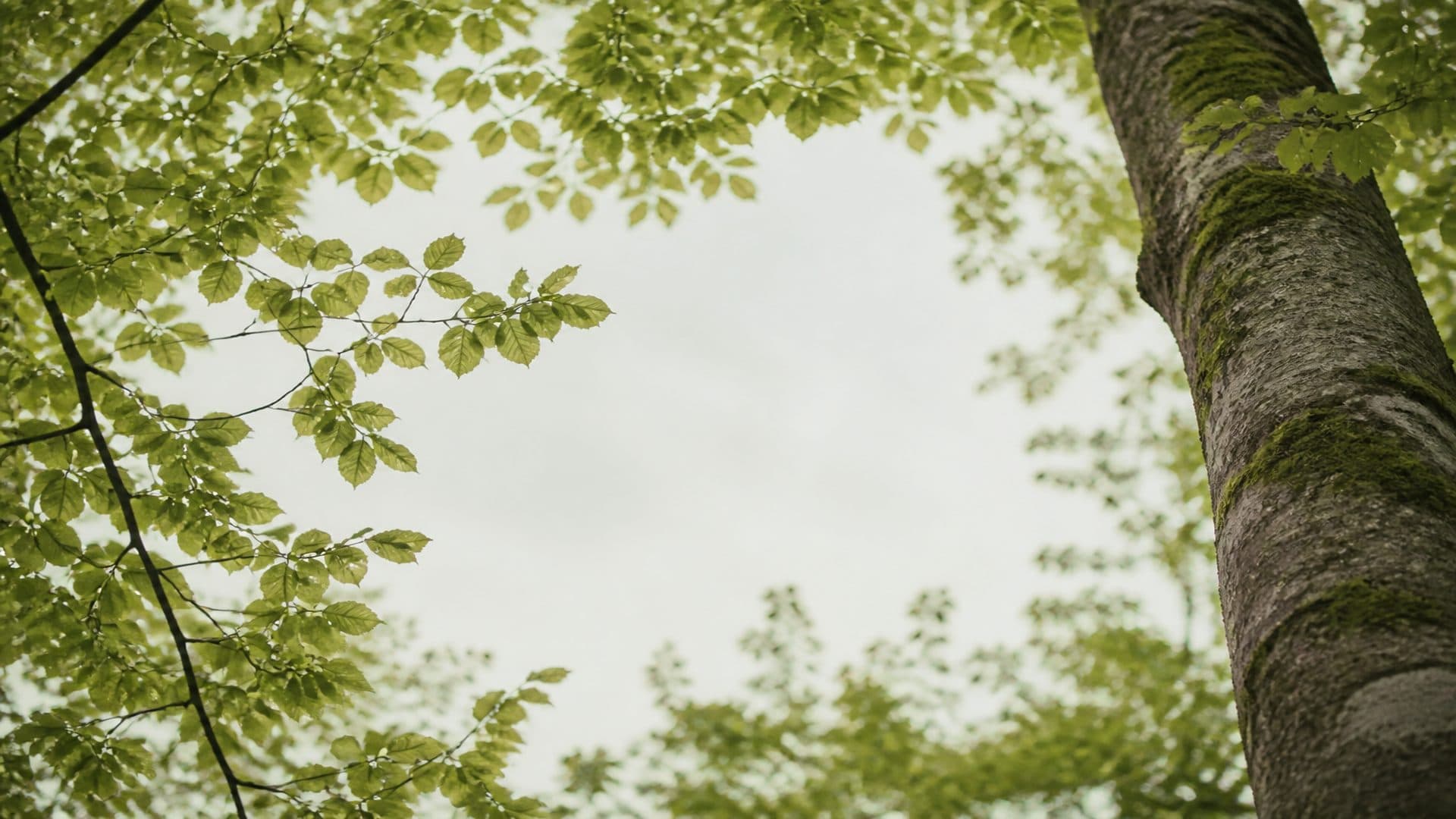 theme-hero-forest-canopy